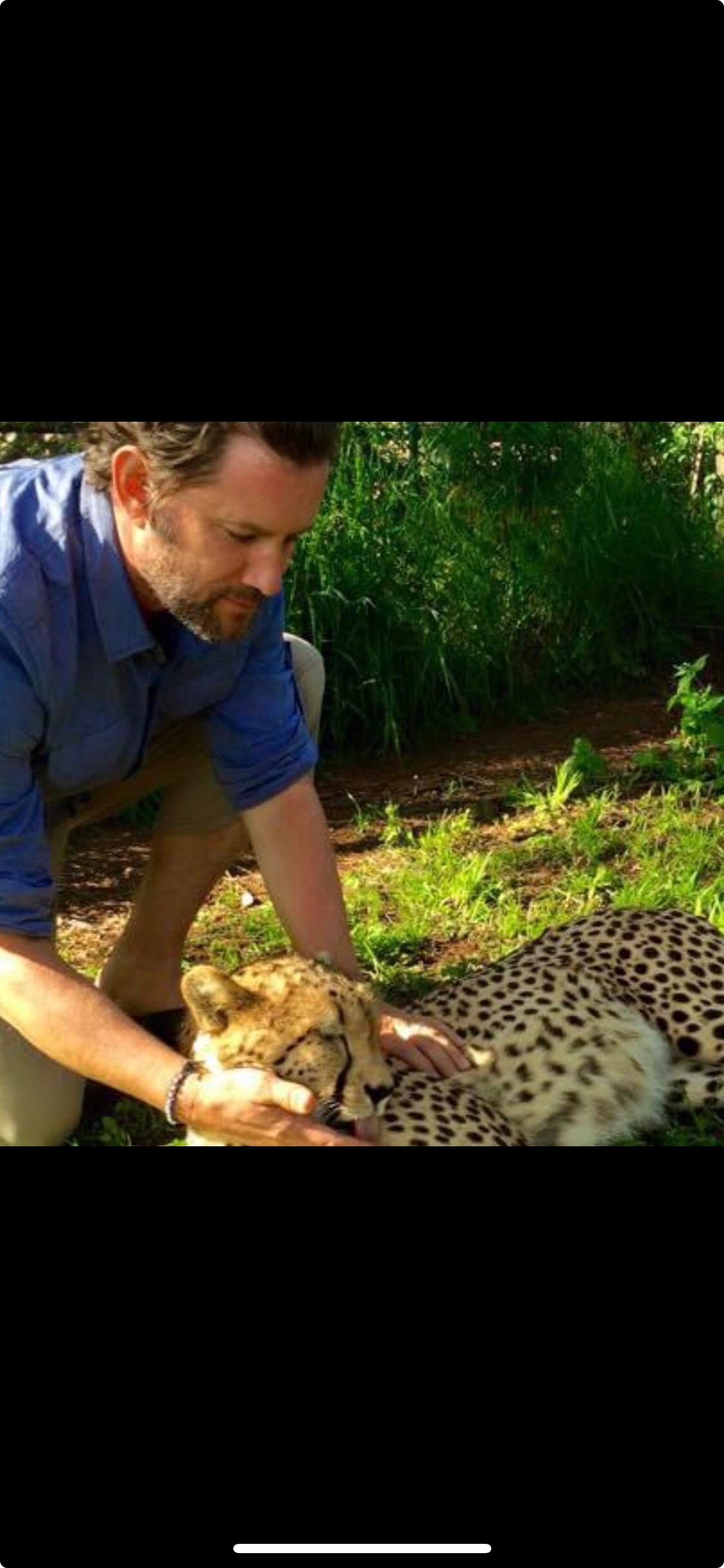 Cheetah Encounter